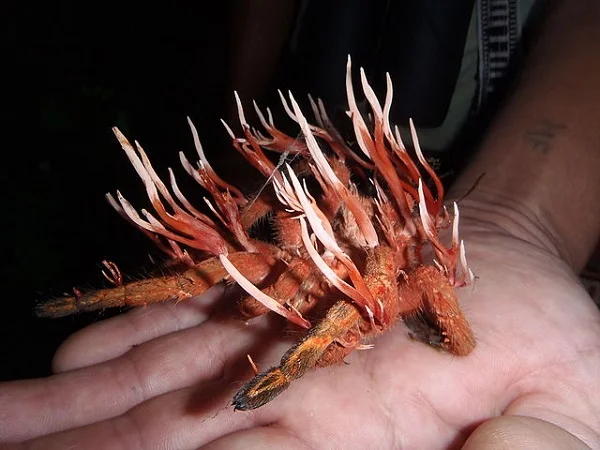 Cordyceps is known to boost testosterone and blood flow.