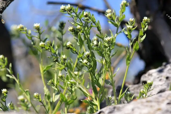 Ahiflower is a sustainable, reliable source of plant-based omega oils.
