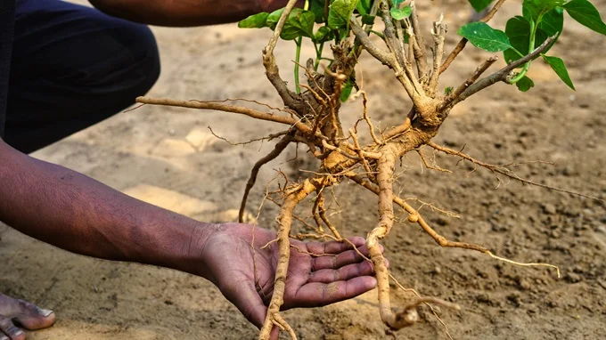 Ashwagandha has been shown to have nerve calming and relaxation inducing effects.