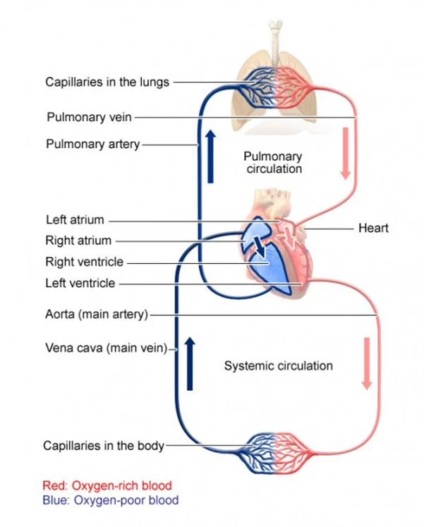 Your heart and blood vessels make up your circulatory system.