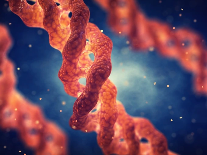 Collagen is a protein which occurs naturally in humans as well as in animals. It plays a vital role in the structure of skin, ligaments, tendons and muscles.