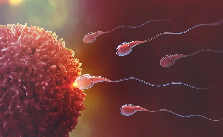 Male Fertility Test: A Comprehensive Guide to Assessing Male Reproductive Health