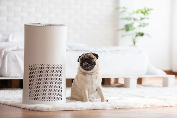 Air filters or dehumidifiers can help with air quality in your home