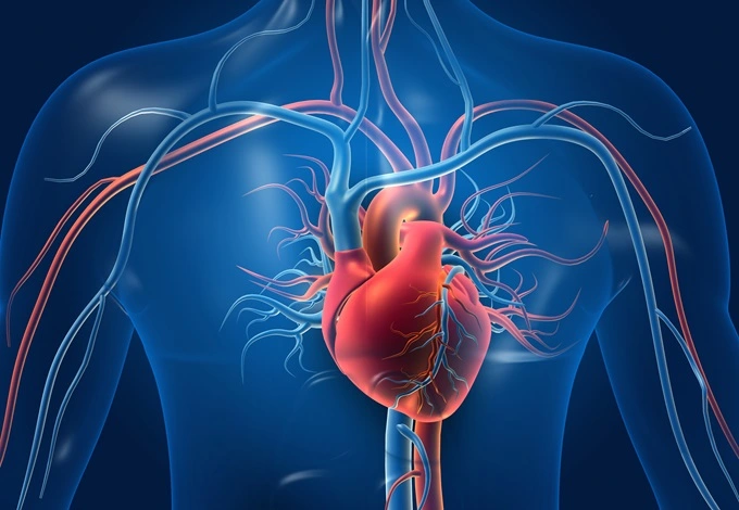 Protect your circulatory system to prevent erectile dysfunction.