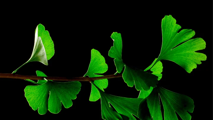 Herbal Viagra Poses Stiff Competition