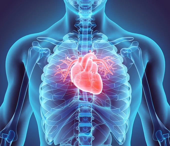 Vitamin K2 benefits include cardiovascular health, bone and joint health and diabetes management.
