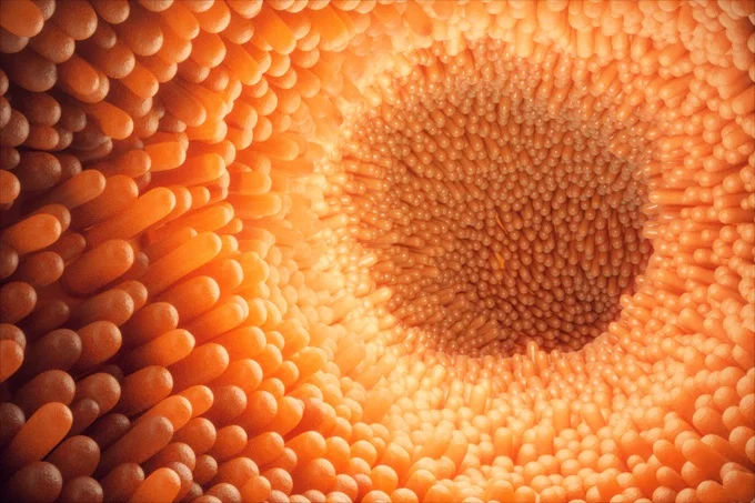 Enzymes work by binding to specific molecules and breaking them down into smaller compounds that can be absorbed