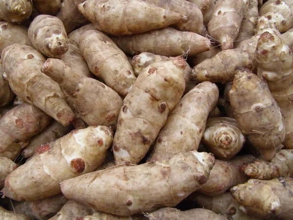 jerusalem artichoke