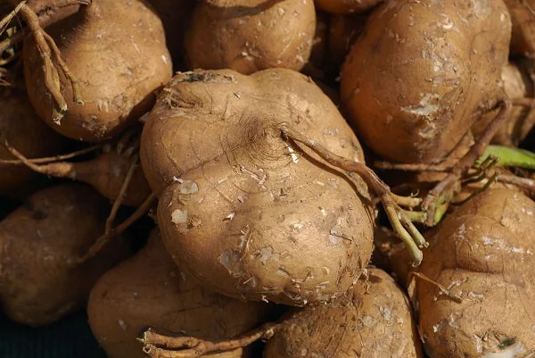 jicama