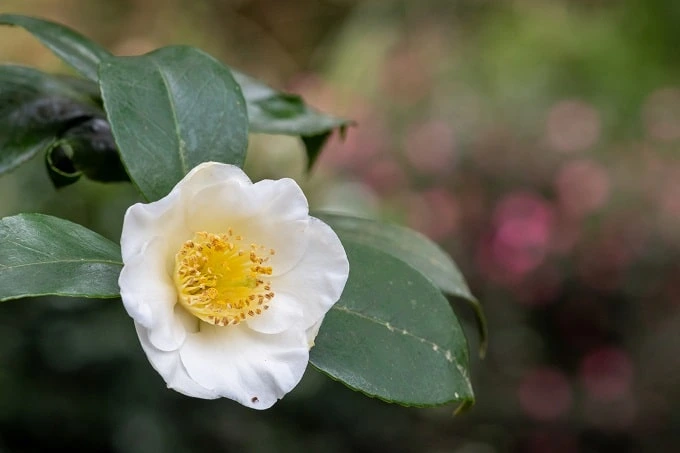 L-Theanine found in green tea can be used as a nootropic to ease anxiety.