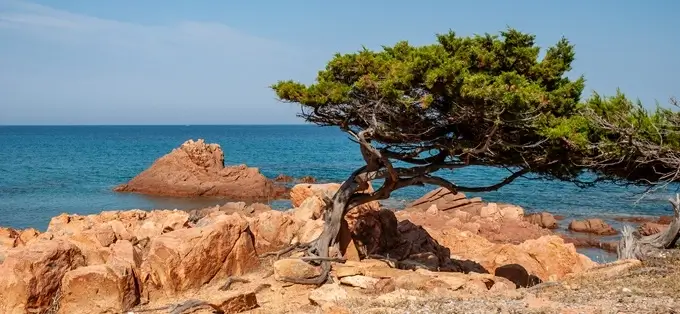 Supplementing with Pine Bark can give protection from the destructive effect of free radicals.