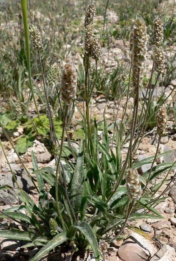 plantago ovata form psyllium 1