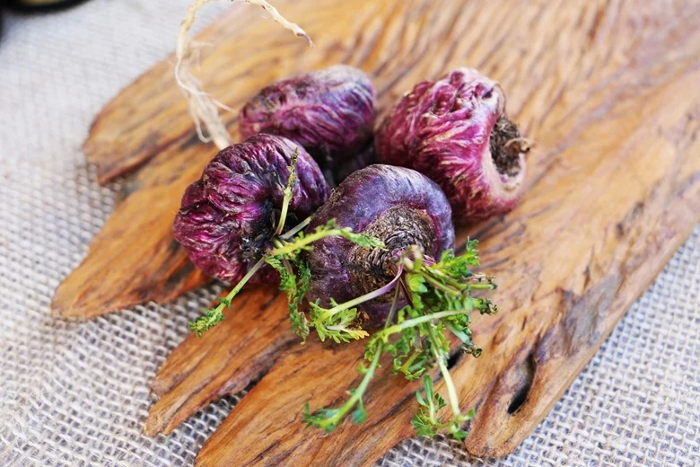 Red Maca Root