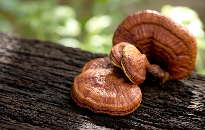 Reishi are medicinal mushrooms with an ancient tradition in China, Japan, and other Asian countries, of promoting health and longevity.
