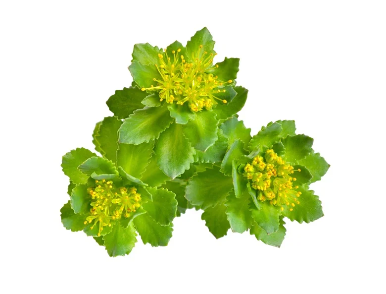 Rhodiola Rosea Extract