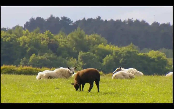 sheep grazing