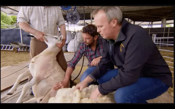 sheered sheep