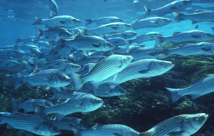 A diet which is rich in seafood will provide a certain amount of collagen-boosting nutrients.