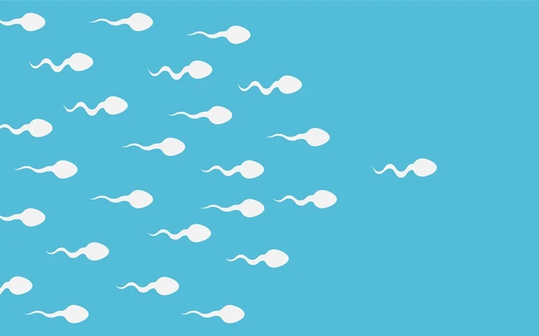 Male Fertility Supplements
