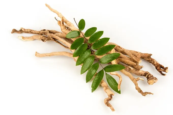 Tongkat Ali root extract can help your body increase testosterone levels.