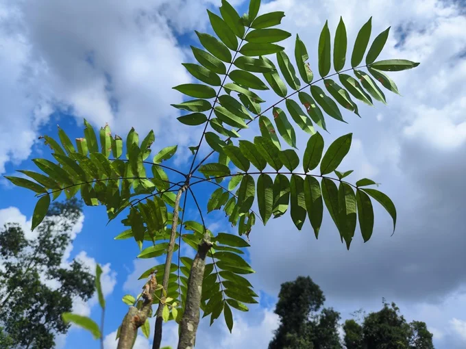 Tongkat ali bears the nickname of ‘Malaysian ginseng’ because of its well-known benefits.