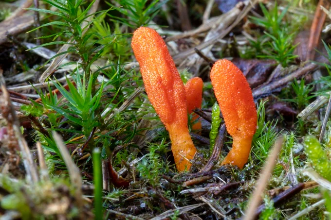 cordyceps militaris cordyceps benefits