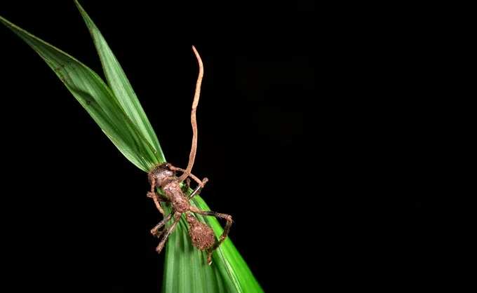 zombie ant fungus cordyceps benefits