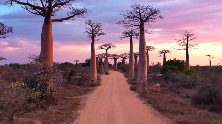 Baobab Powder Benefits