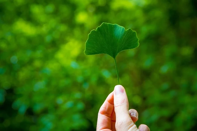 Ginko Biloba is thought to help reduce the severity of tinnitus.
