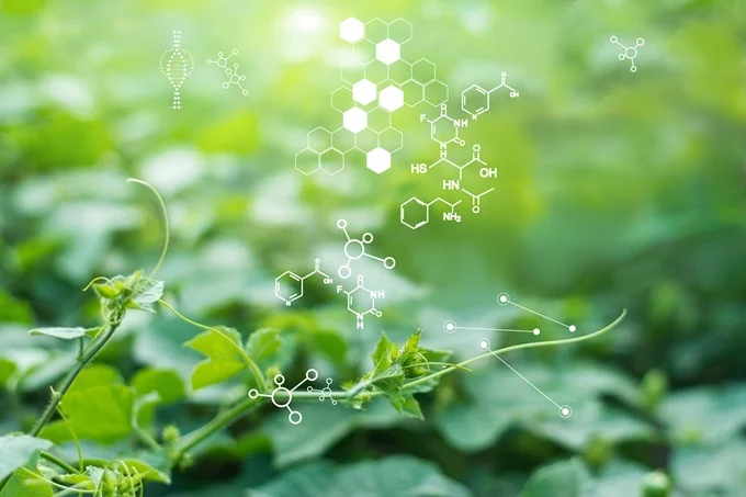 Fadogia Agrestis is made up of various chemical compounds including alkaloids, saponins, flavonoids, and tannins