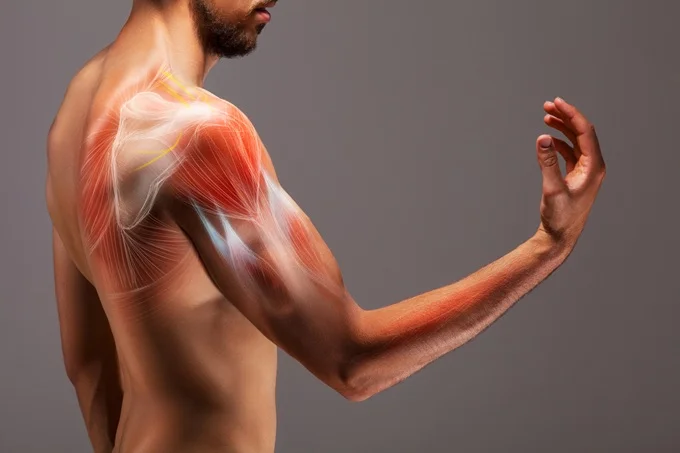 How Muscle Growth Occurs