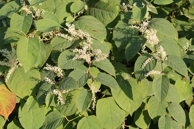 Trans-resveratrol is sourced from Japanese knotweed and is more potent than cis-resveratrol.