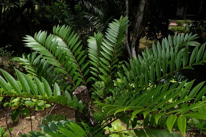 A tree from the rainforests of Southeast Asia used for traditional healing