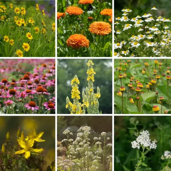 First Aid herbal garden seed packets. Plant images.