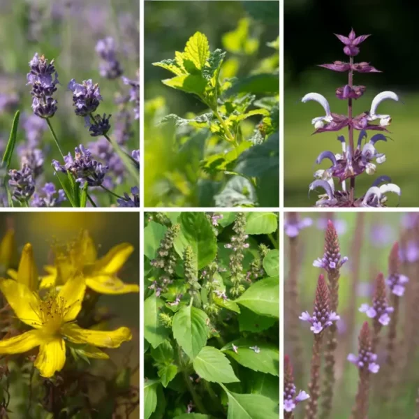 Garden of Happiness organic seed packets. Herbs include lavender, lemon balm, clary sage, st john's wort, vervain and tulsi.