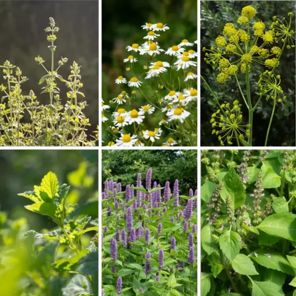 Herbal Tea Garden, 6 packets of organic herb seeds. Herbs included are catnip, chamomile, fennel, licorice mint, tulsi and fennel.