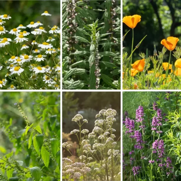 Sweet Dreams Garden - 6 organic herb seeds to sow, grow and harvest. Herbs included chamomile, motherwort, california poppy, skullcap, valerian, wood betony.