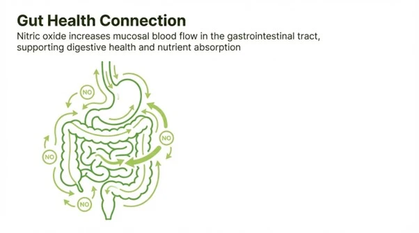 Nitric oxide supports digestive health by increasing mucosal blood flow and aiding nutrient absorption.