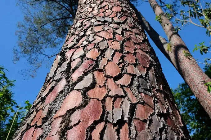 Pine bark extract contains compounds called proanthocyanidins that may support NO production indirectly.