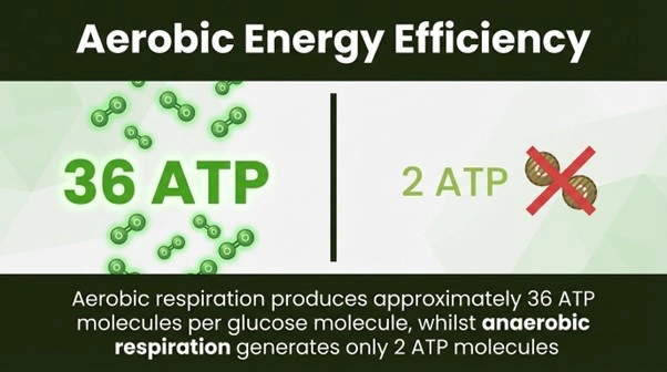 Aerobic metabolism yields approximately 36 molecules of ATP per molecule of glucose, while anaerobic pathways generate only 2 molecules of ATP from the same glucose molecule—a dramatic efficiency gap.