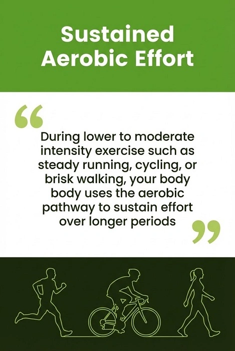 During lower to moderate intensity exercise your body uses the aerobic pathway to sustain effort over longer periods.