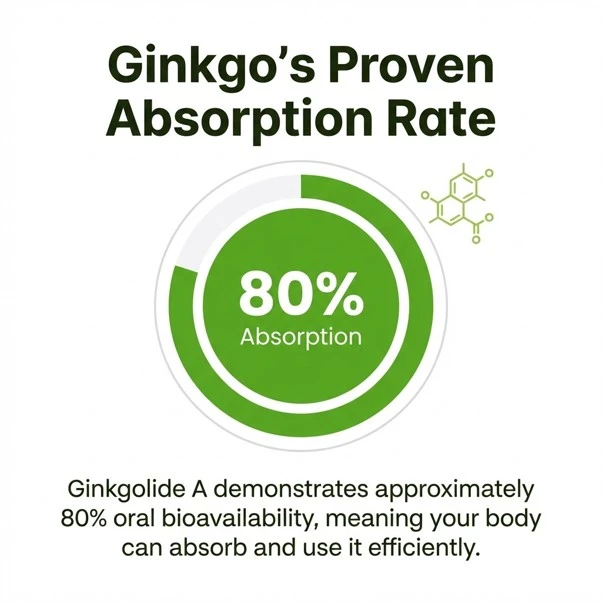 Ginkgolide A is effectively absorbed and used by the body.