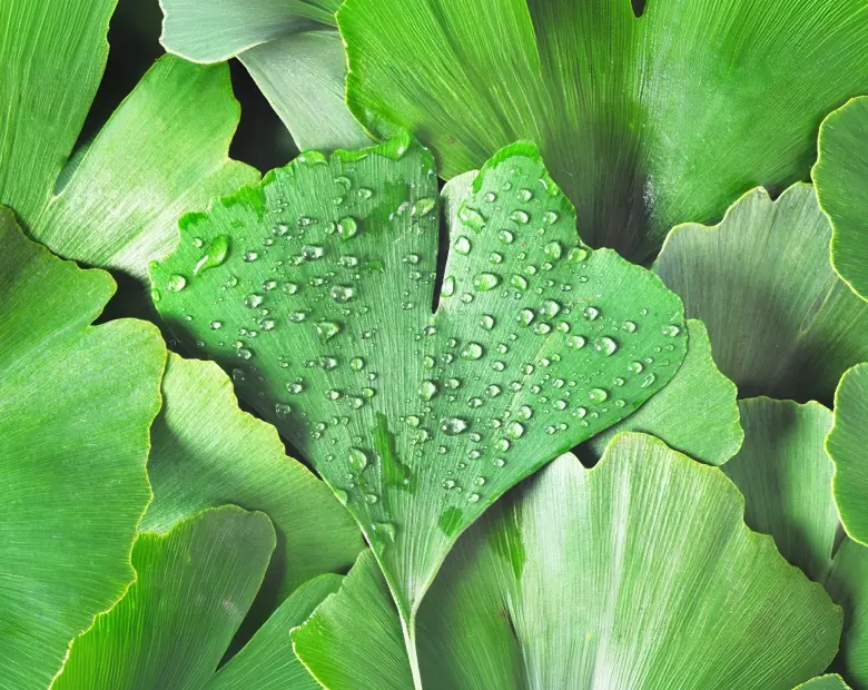 Ginkgo Biloba Benefits