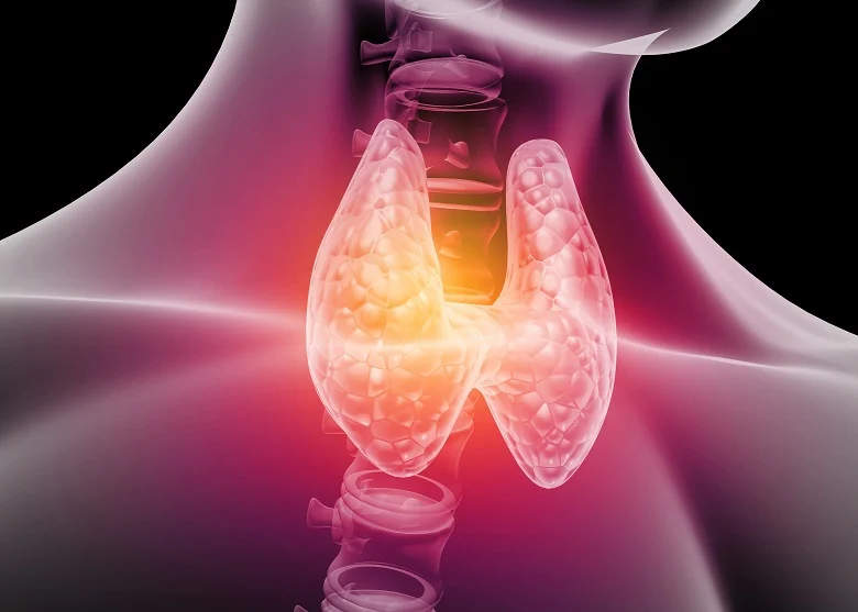 Thyroid Support Supplements