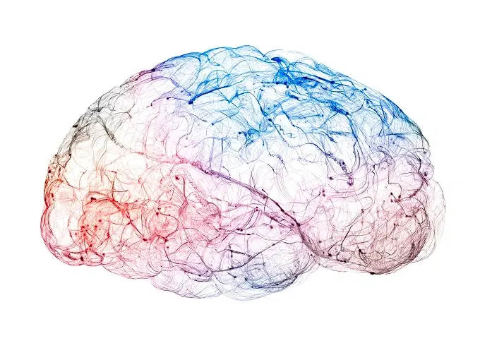 Ginseng supports cognitive function